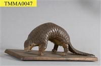 藏品(臺灣鯪鯉)的圖片